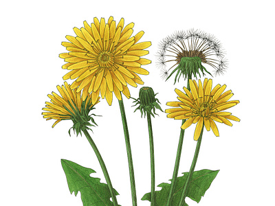 Taraxacum officinale botanical illustration colored pencil dandelion dente di leone green leaves plants taraxacum officinale wild plant yellow flower