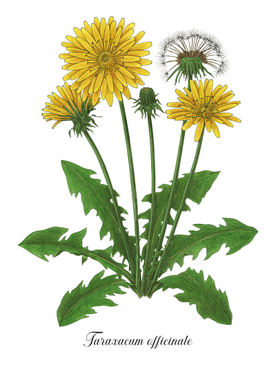 Taraxacum officinale botanical illustration colored pencil dandelion dente di leone green leaves plants taraxacum officinale wild plant yellow flower