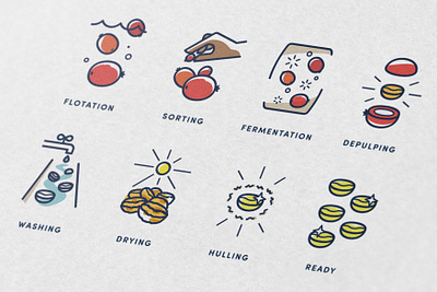 Coffee processing illustrations cherries coffee illustration info infographic