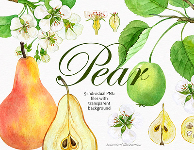 Watercolor pear individual PNG clipart. Botanical illustration. pear pear clipart pear flower pear watercolor