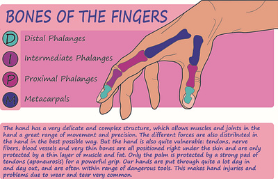 Bone of the Fingers Infographic