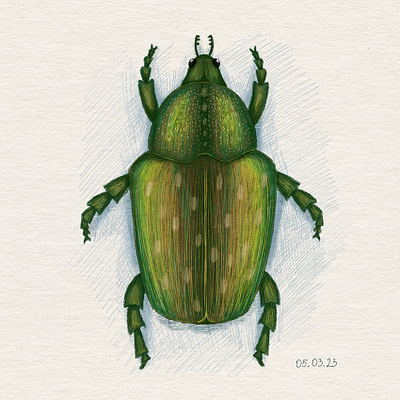 Sketch of a beetle art card cartoon character design cute design digital illustration illustration poster