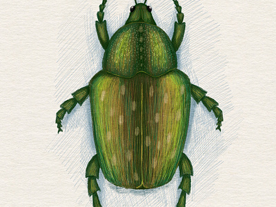 Sketch of a beetle art card cartoon character design cute design digital illustration illustration poster