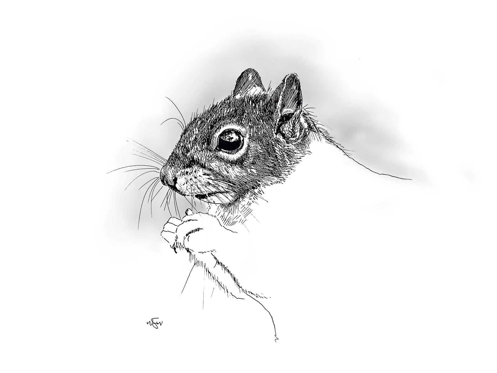 Eastern Grey Squirrel by Ward Starrett on Dribbble