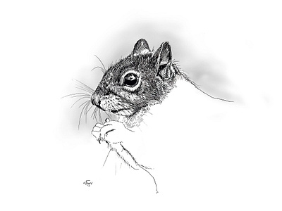 Eastern Grey Squirrel digitalillustration illustration penandink