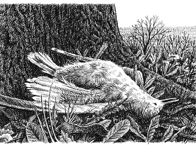 Dead Seagull animals art artist artwork bird drawing hand drawn illustration ink