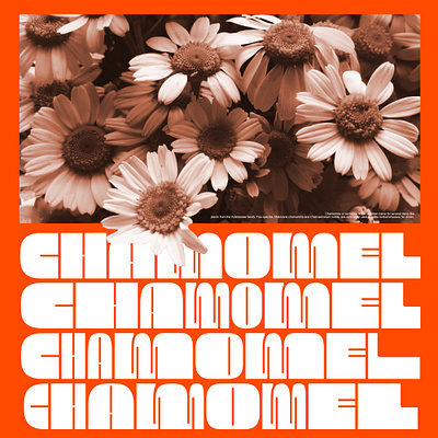 Chamomel brand identity branding chamomel design dispaly font flower font graphic design logo logotype packaging sans serif tea typography