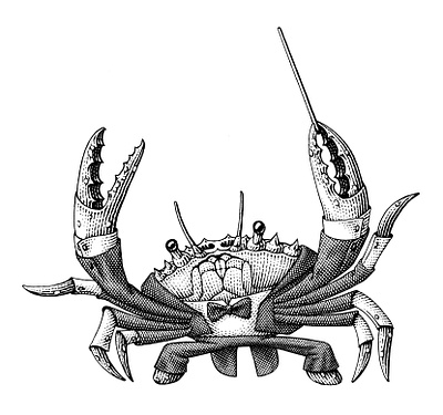 Crab black and white engraving illustration scratchboard woodcut