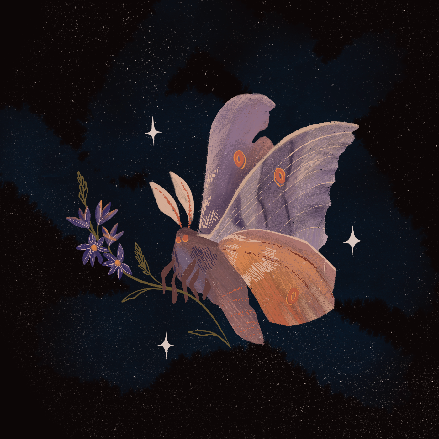 Example of Wildflower Moth