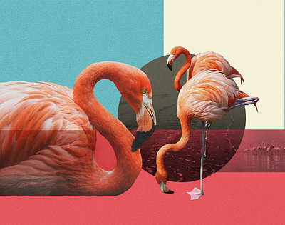 Flamingos birds collage flamingo illustration nature