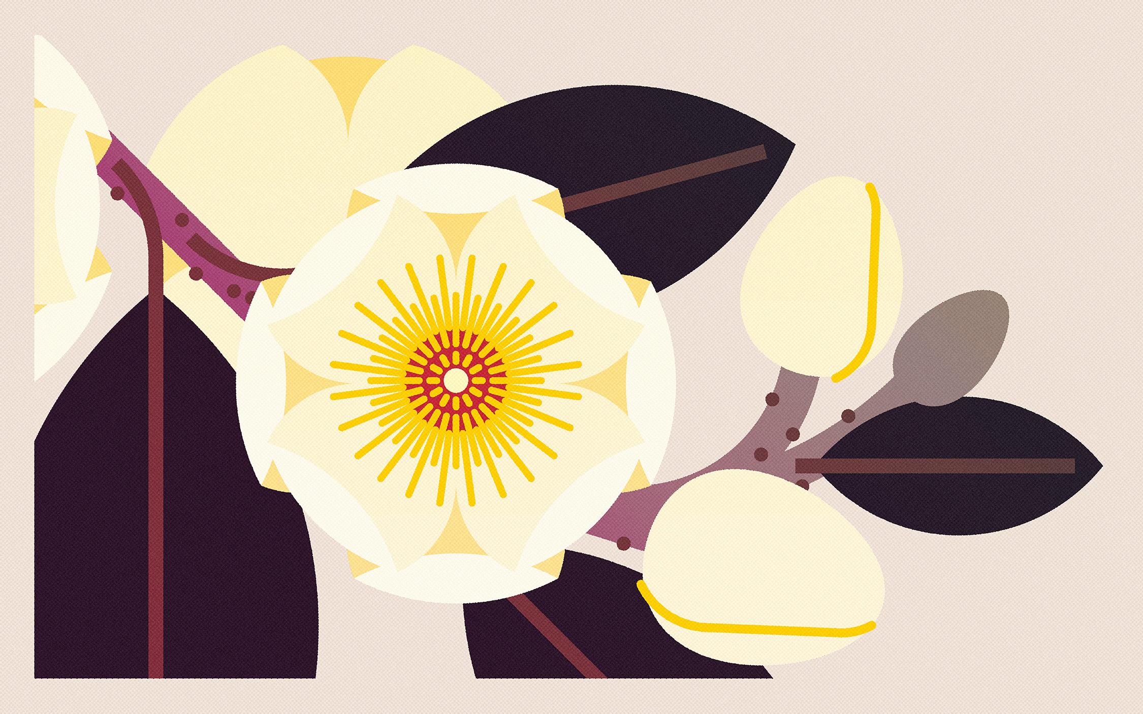 Magnolia Foveolata (2024) design floral flowers graphic design illustration magnolia minimal illustration nature vector wildlife