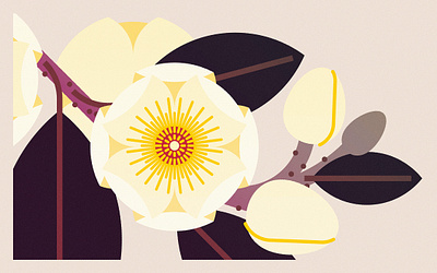 Magnolia Foveolata (2024) design floral flowers graphic design illustration magnolia minimal illustration nature vector wildlife