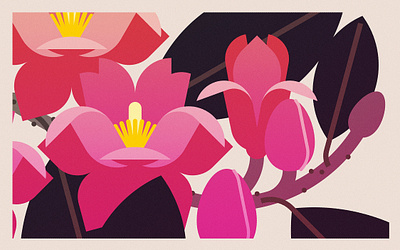 Magnolia Campbellii (2024) design floral illustration minimal illustration nature vector wildlife