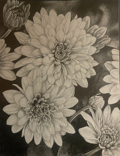 Chrysanthemums (graphite)