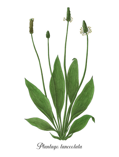 Plantago lanceolata botanical commestible edible plant green illustration ink pencil drawing piantaggine plantago traditional illustration