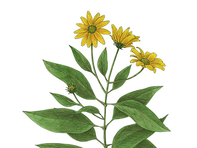 Helianthus tuberosus botanical colored pencil edible helianthus tuberosus illustration leaves roots topinambur tuber watercolor wild plant