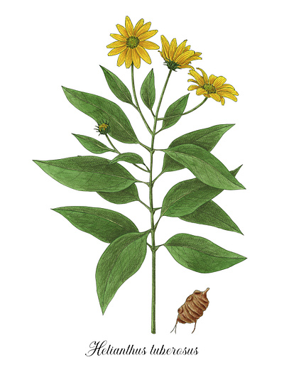 Helianthus tuberosus botanical colored pencil edible helianthus tuberosus illustration leaves roots topinambur tuber watercolor wild plant