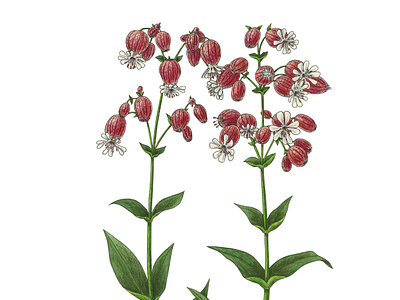 Silene vulgaris botanical commestible edible plant illustration series leaves pencil drawing pink flower silene silene vulgaris watercolor wild plant