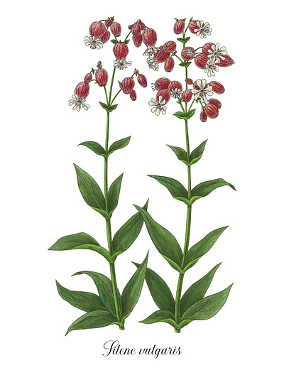 Silene vulgaris botanical commestible edible plant illustration series leaves pencil drawing pink flower silene silene vulgaris watercolor wild plant