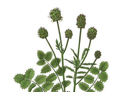 Sanguisorba minor botanical botanical illustration details edible plant green illustration handmade ink line pimpinella sanguisorba minor