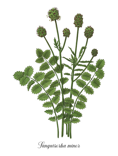 Sanguisorba minor botanical botanical illustration details edible plant green illustration handmade ink line pimpinella sanguisorba minor