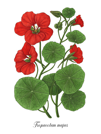 Tropaeolum majus botanical edible wild plant flower illustration leaves mixed media nasturtium nasturzio red flower tropaeolum majus