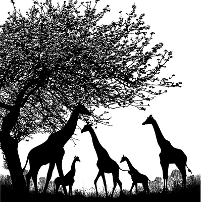 Group of Giraffes Gallery Wrapped Canvas - Square For Sell advertise canvas design digital art drawing forest giraffes nature sell tree wall art wall poster wild life