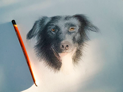 my love amor arte artista derwent dibujar dibujo ilustracion lapiz mascota perro retrato