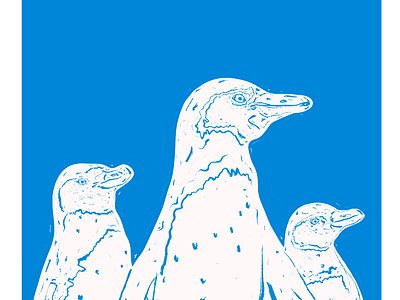 Penguins illustration