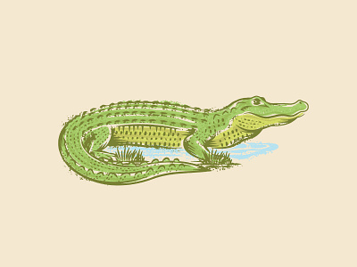 Alligator alligator animal design gator graphic design illustration outdoors texture vector wildlife