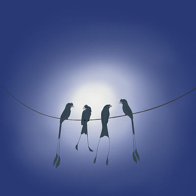 Birds chatting birds blue illustration night