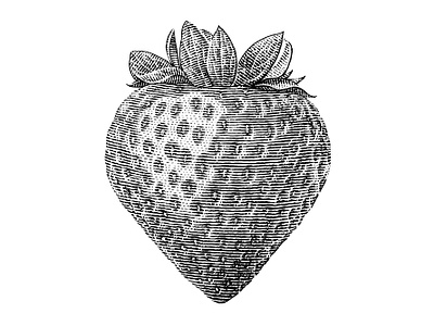 Strawberry black and white botanical engraving illustration scratchboard woodcut