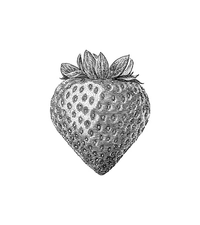 Strawberry black and white botanical engraving illustration scratchboard woodcut