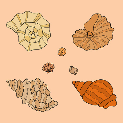 A set of cute original seashells app branding design graphic design illustration logo typography ui ux vector