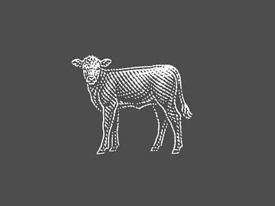 Calf calf domestic engraving etched etching farm illustration invert line art pen and ink scratchboard vector engraving woodcut