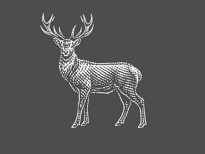 Deer deer engraved engraving etched etching illustration pen and ink scratchboard vector engraving woodcut