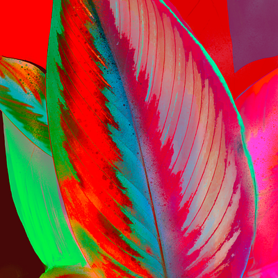 Calathea 1 art digital filip flower illustration komorowski magic nature painting photo plant spring summer vivid