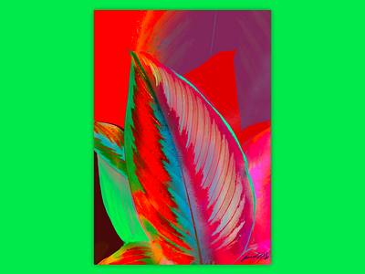 Calathea 1 calathea colors digital filipkomorowski flower garden illustation leaf magic nature painting plant typography visual vivid