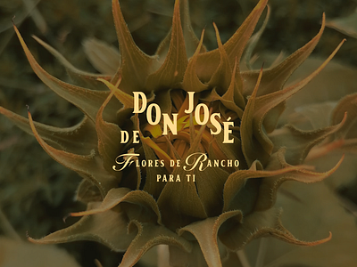 De Don José branding illustration logo