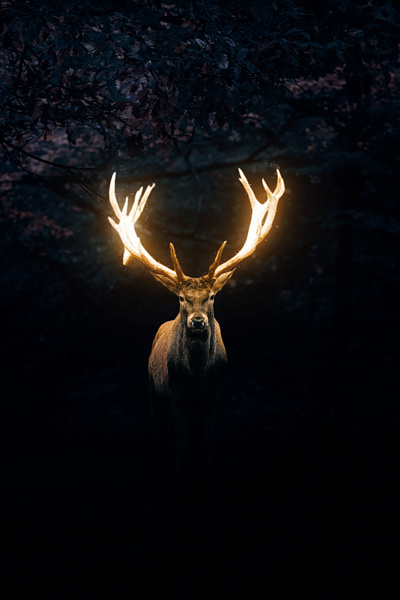 The Deer That Lights Up the Night design manipulation photo photo manipulation photoshop