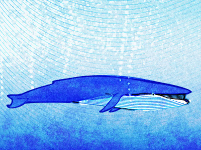 Baleen baleen baleen whale doodle illustration noise shunte88 vector whale