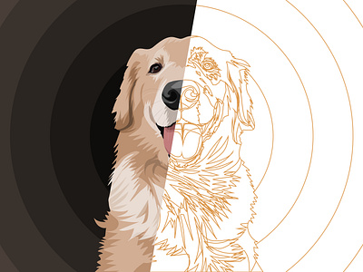 Golden Retriever Outlines dog golden retriever illustration portrait portrait illustration vector