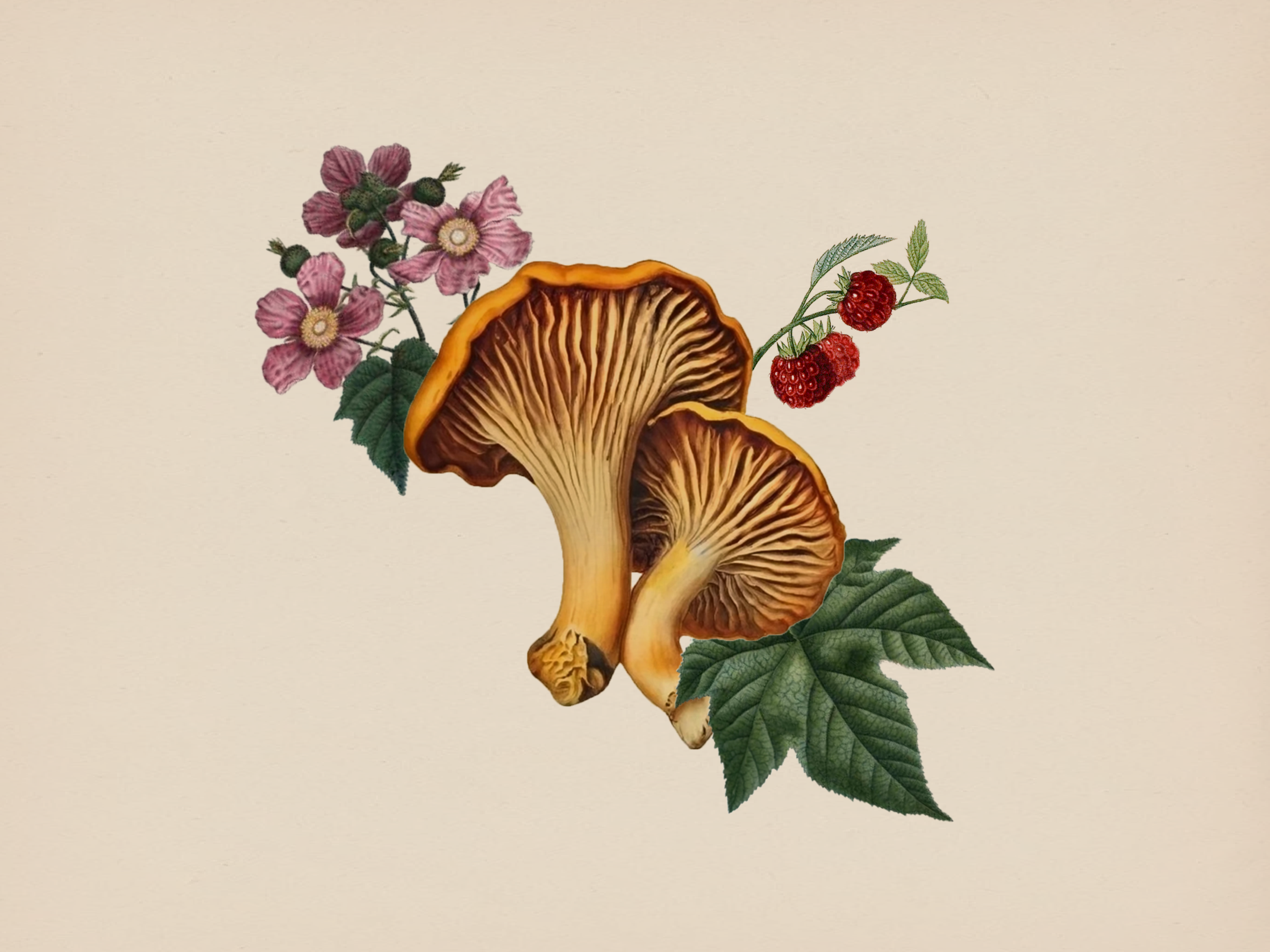 Chanterelles + Purple Flowering Raspberry chanterelle collage food food illustration illustration mushroom purple flowering raspberry raspberry vintage vintage botannicals