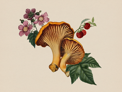 Chanterelles + Purple Flowering Raspberry chanterelle collage food food illustration illustration mushroom purple flowering raspberry raspberry vintage vintage botannicals