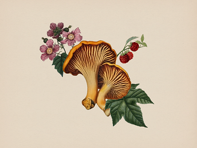 Chanterelles + Purple Flowering Raspberry chanterelle collage food food illustration illustration mushroom purple flowering raspberry raspberry vintage vintage botannicals