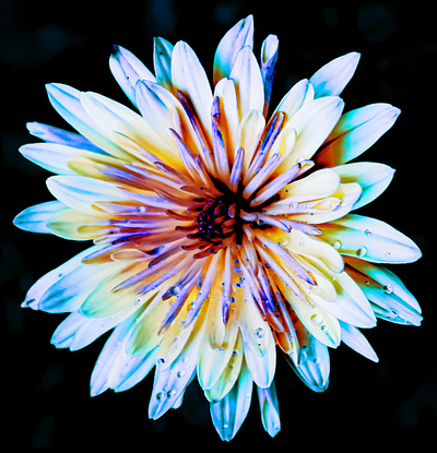 Psychedelic Flower photoshop stylized photography surreal