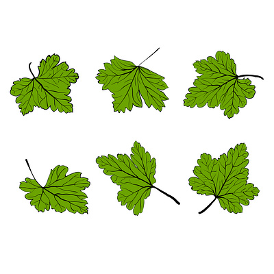 Different position Leaf combo design botany