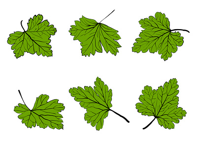 Different position Leaf combo design botany