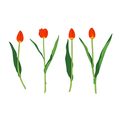 Tulip bud design beautiful