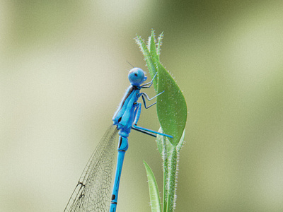 Dragonfly :) 3d blender bmd fusion cycles dragonfly insect macro shot photorealistic sculpting